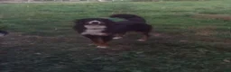Bernedoodle dogs for sale: Sadie - Ad 4