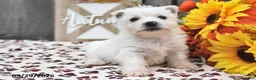 West Highland Terrier dogs for sale: Winter - Ad 4