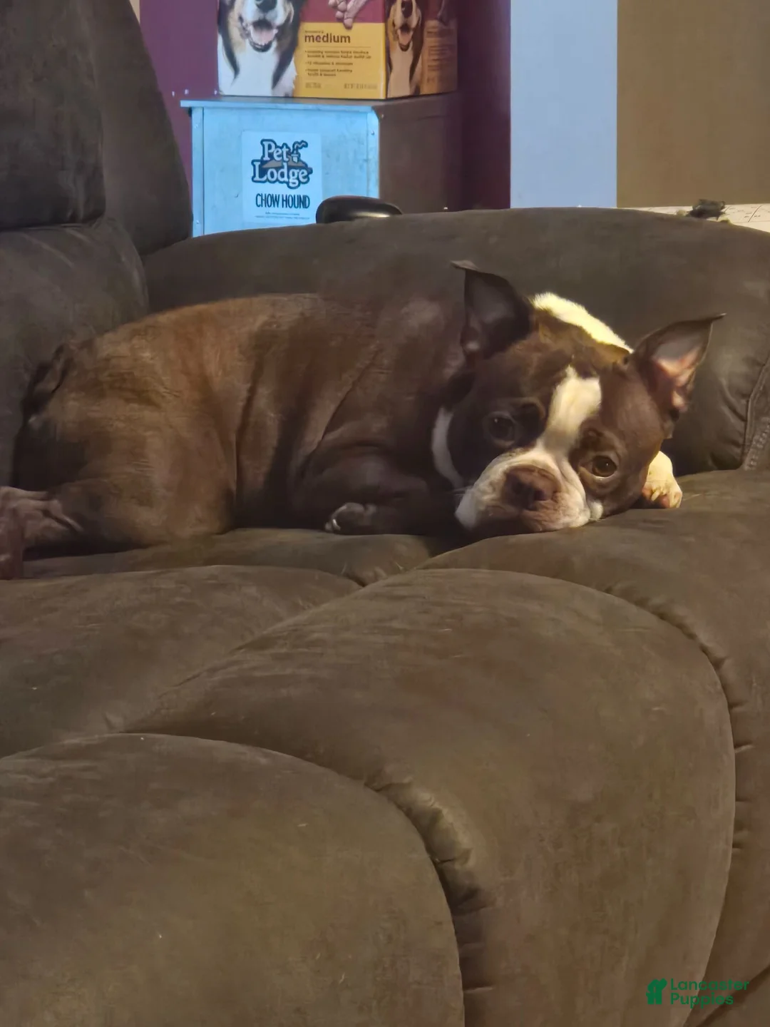 Frenchton dogs for sale: Frenchton 3 - Ad 2
