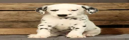 Dalmatian dogs for sale: Brock - Ad 6