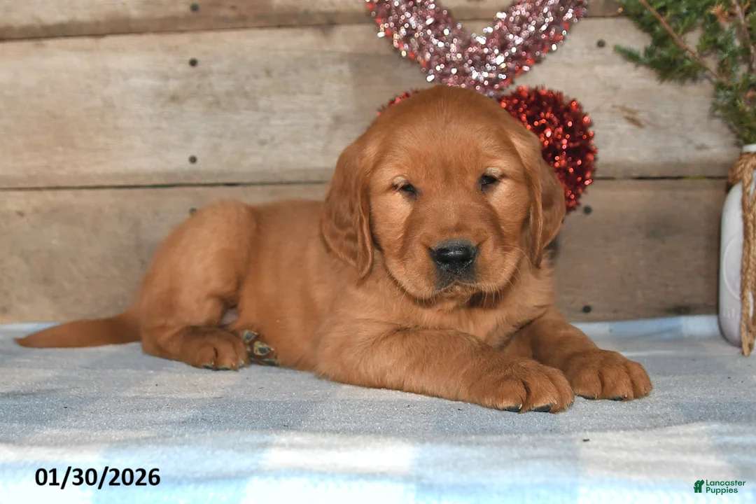 Golden Retriever dogs for sale: Ajax - Ad 2