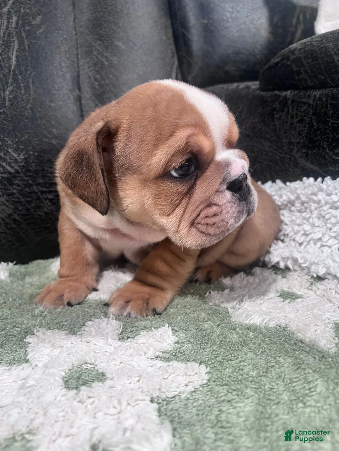 English Bulldog dogs for sale: Cocoa - Ad 1