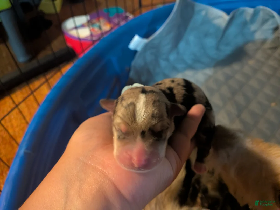 Mixed Breed dogs for sale: Blue color boy - Ad 1