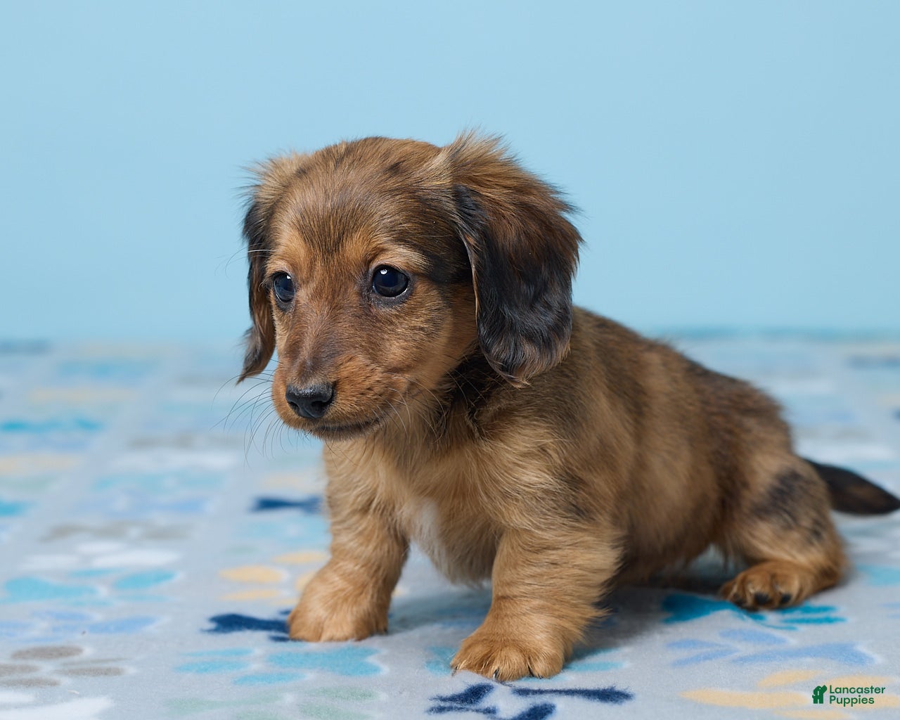 Miniature Dachshund dogs Luna - Ad 2