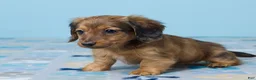 Miniature Dachshund dogs for sale: Luna - Ad 2