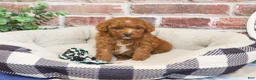 Cavapoo dogs for sale: Strudel - Ad 5