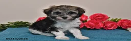 Havanese dogs for sale: Chloe - Ad 4