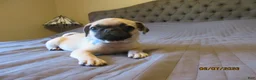 Pug dogs for sale: Pug Puppy 1 - Ad 15