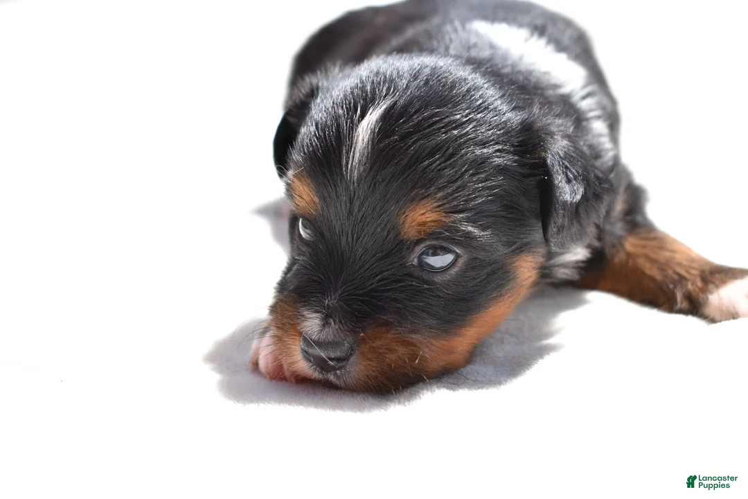 Toy Australian Shepherd dogs for sale: Toy Australian Shepherd Puppy 2 - Ad 4