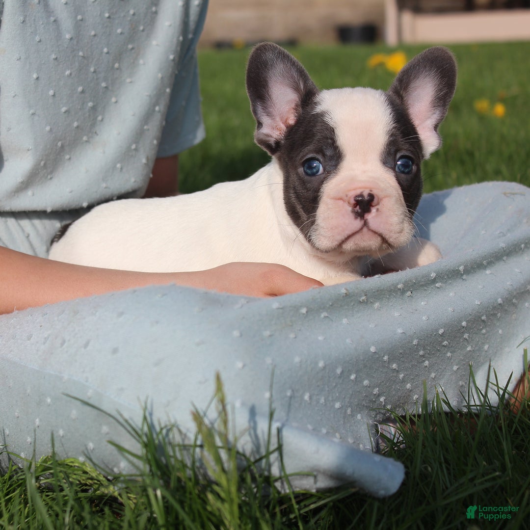 French Bulldog dogs for sale: Stiles - Ad 5