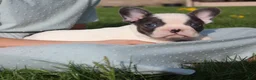 French Bulldog dogs for sale: Stiles - Ad 5