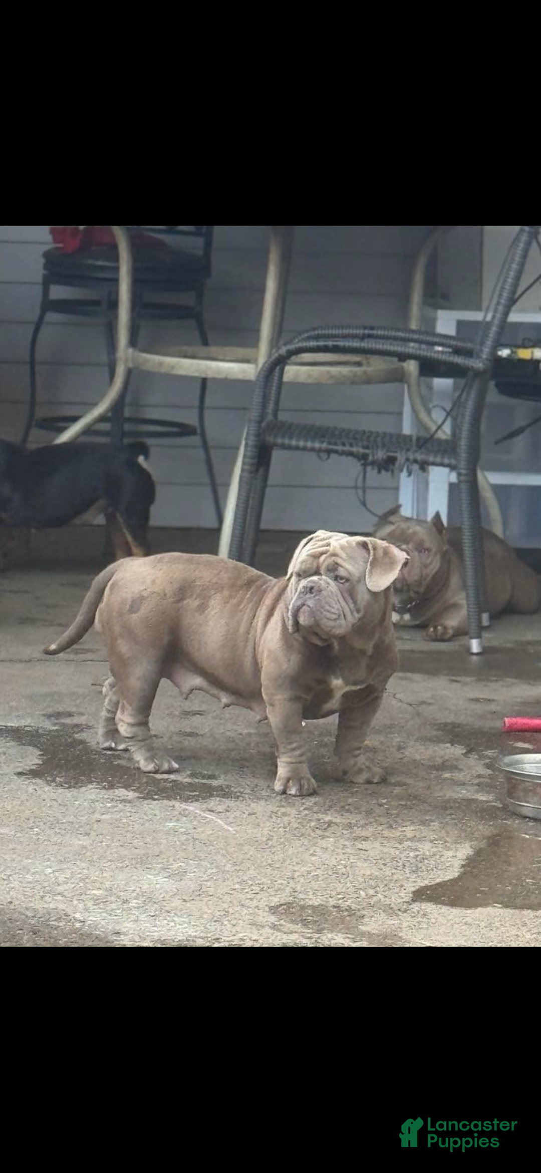 American Bully dogs for sale: American Bully Puppy  - Ad 3