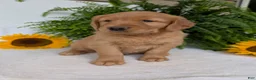 Golden Retriever dogs for sale: Commet - Ad 3