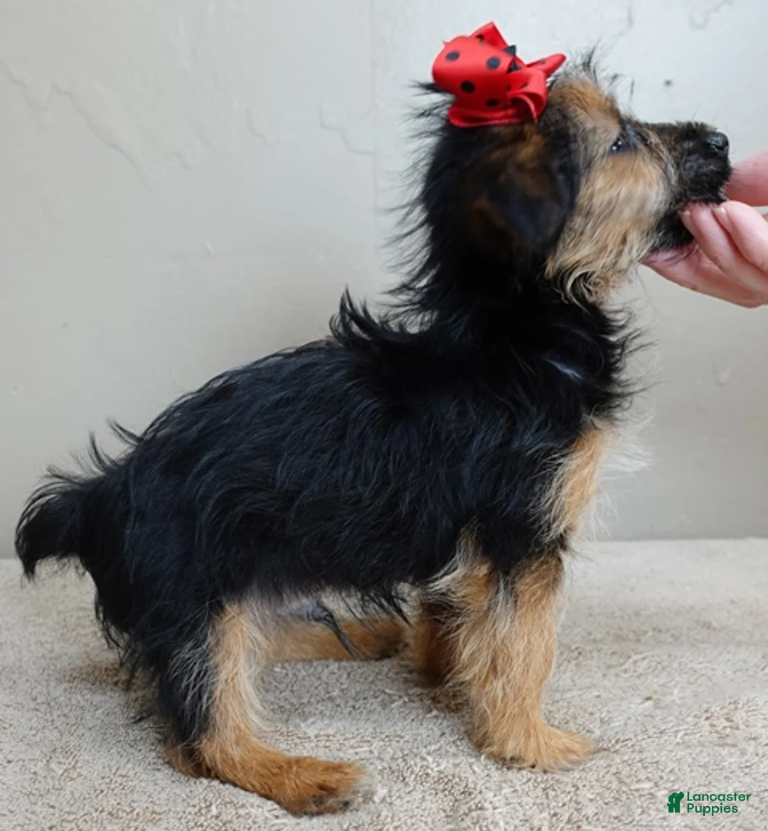 Yorkshire Terrier dogs for sale: Little guy 2 lbs - Ad 16