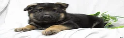German Shepherd dogs for sale: Ellie  - Ad 11