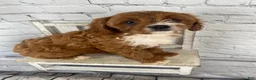 Cavapoo dogs for sale: Sadie - Ad 5