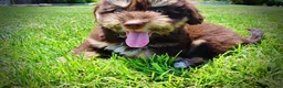 Havapoo dogs for sale: Epic - Ad 6
