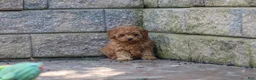 Cavapoo dogs for sale: Emily  - Ad 13