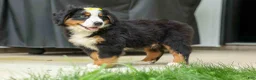 Bernese Mountain Dog dogs for sale: SAMSON - Ad 15