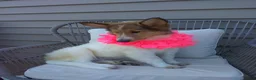 Collie dogs for sale: Molly - Ad 4