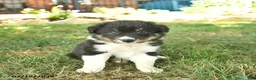 Border Collie dogs for sale: Hero  - Ad 1
