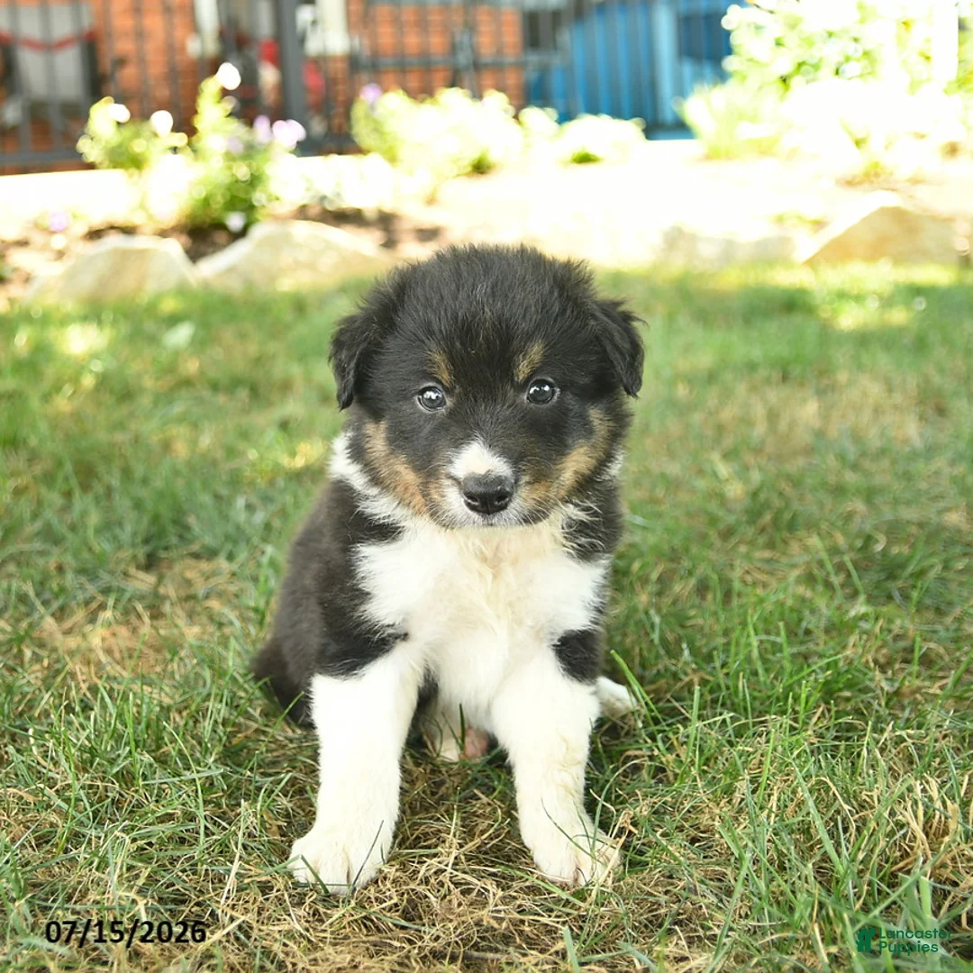 Border Collie dogs for sale: Hero  - Ad 1