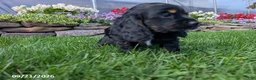 Cocker Spaniel dogs for sale: Alisa - Ad 4