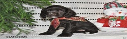 Cocker Spaniel dogs for sale: Holly - Ad 5