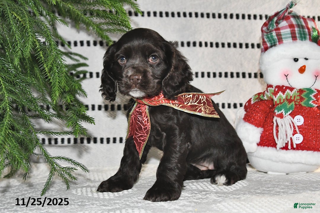 Cocker Spaniel dogs for sale: Holly - Ad 5