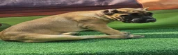 Cane Corso dogs for sale: INDIA - Ad 8