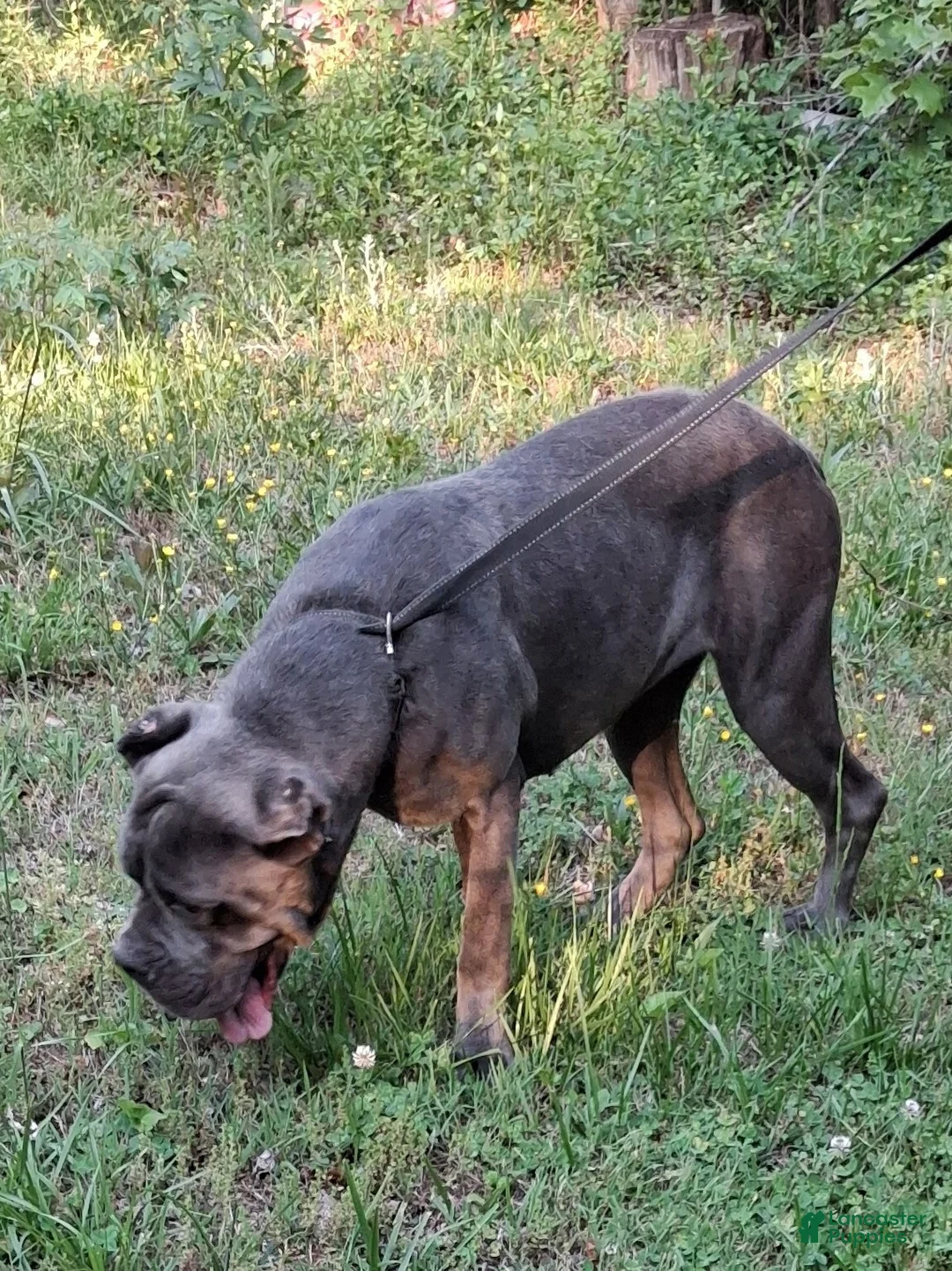 Cane Corso dogs for sale: Cane Corso Puppy 1 - Ad 1