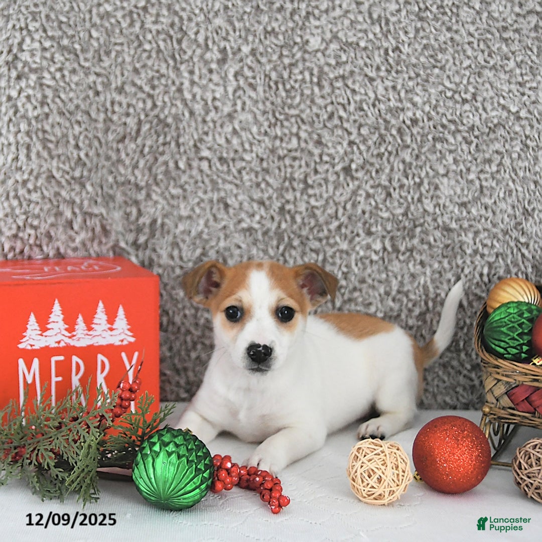 Jack Russell Terrier dogs for sale: Reba - Ad 5