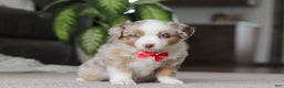 Miniature Australian Shepherd dogs for sale: Austin - Ad 4
