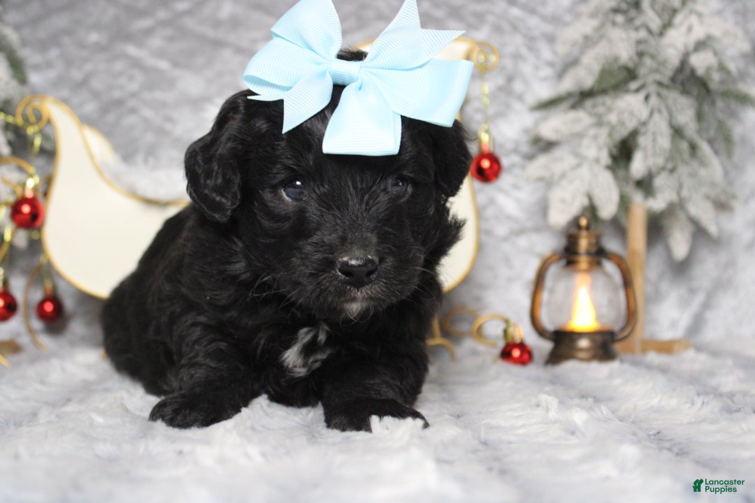 Aussiedoodle dogs for sale: Mia  - Ad 3