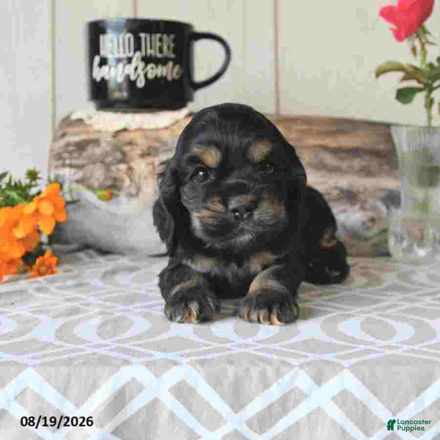 Cocker Spaniel dogs Buddy - Ad 2