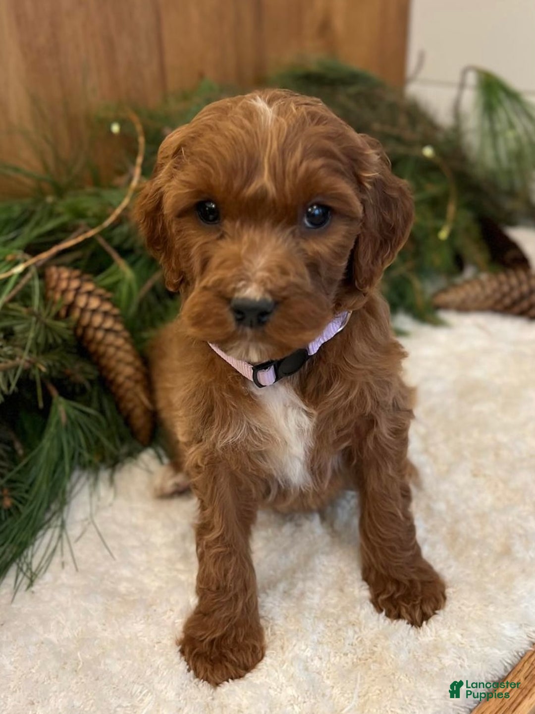 Irish Doodle dogs for sale: Ellie - Ad 5