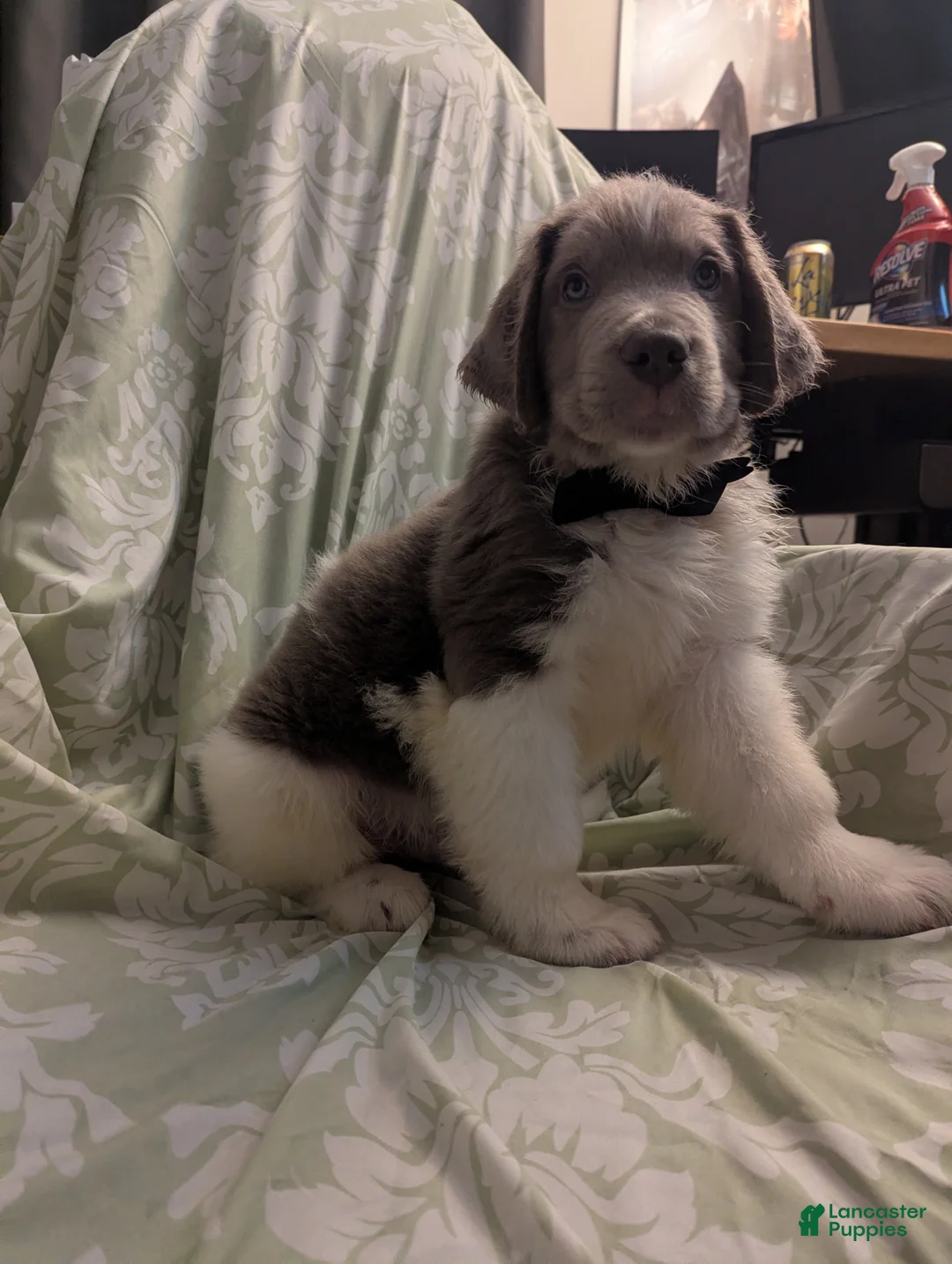 Newfoundland dogs for sale: Slash - Ad 2
