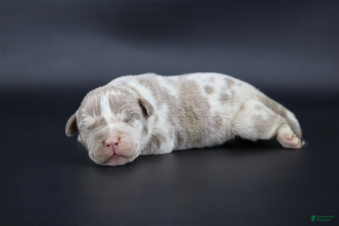 American Bully dogs for sale: Romeo - Ad 1