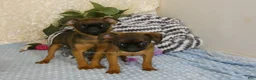 Brussels Griffon dogs for sale: Otis - Ad 13