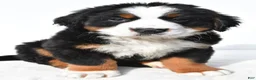 Bernese Mountain Dog dogs for sale: Biscuit - Ad 8