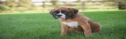 Boxer dogs for sale: Dahlia - Ad 2