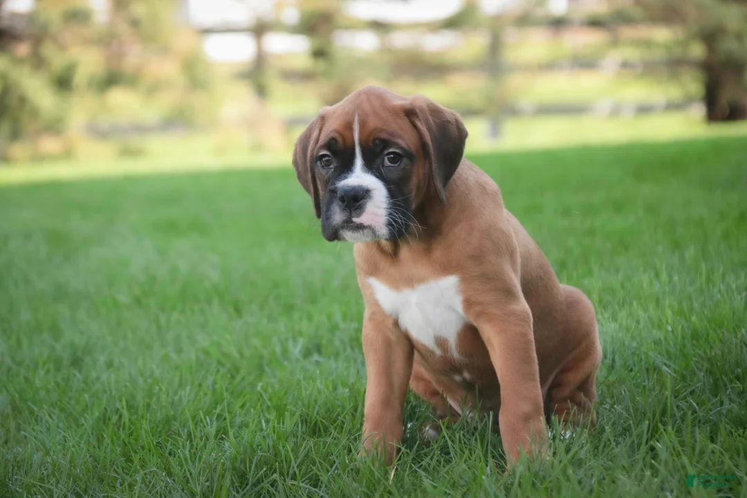 Boxer dogs for sale: Dahlia - Ad 2