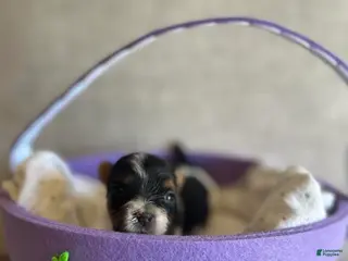 Biewer Terrier dogs for sale: Biewer Terrier Puppy 2 - Ad 2