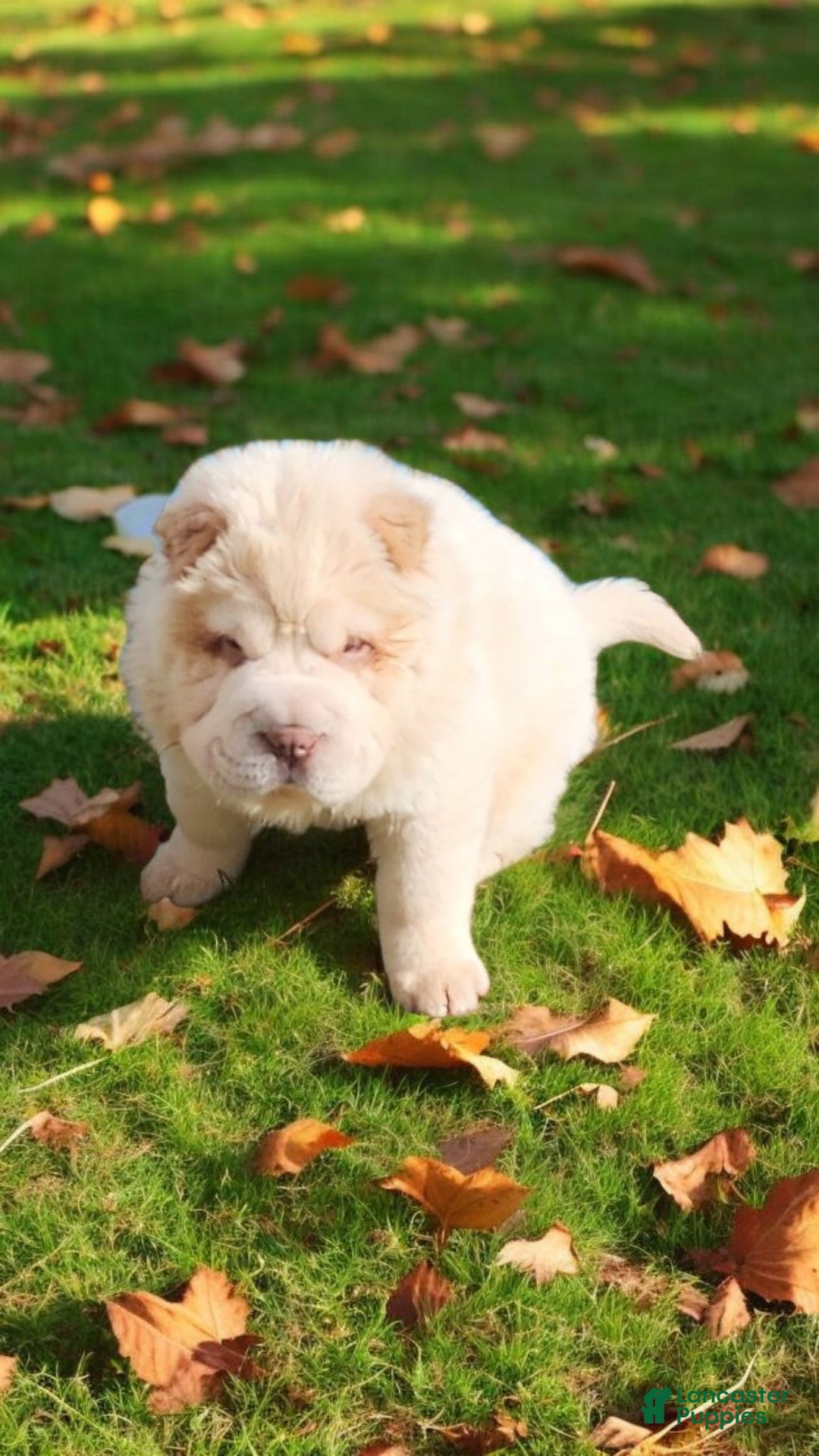 Shar Pei dogs for sale: Creamsicle  - Ad 11