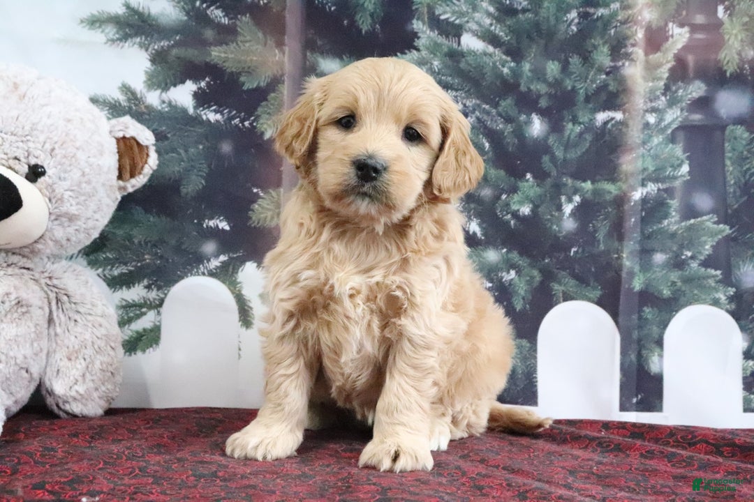 Mini Goldendoodle dogs for sale: Lulu - Ad 2