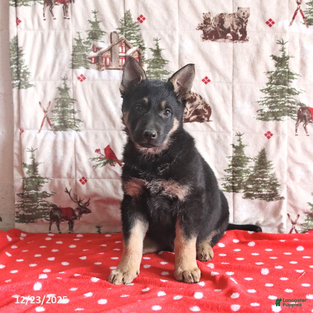 German Shepherd dogs for sale: Captain - Ad 3