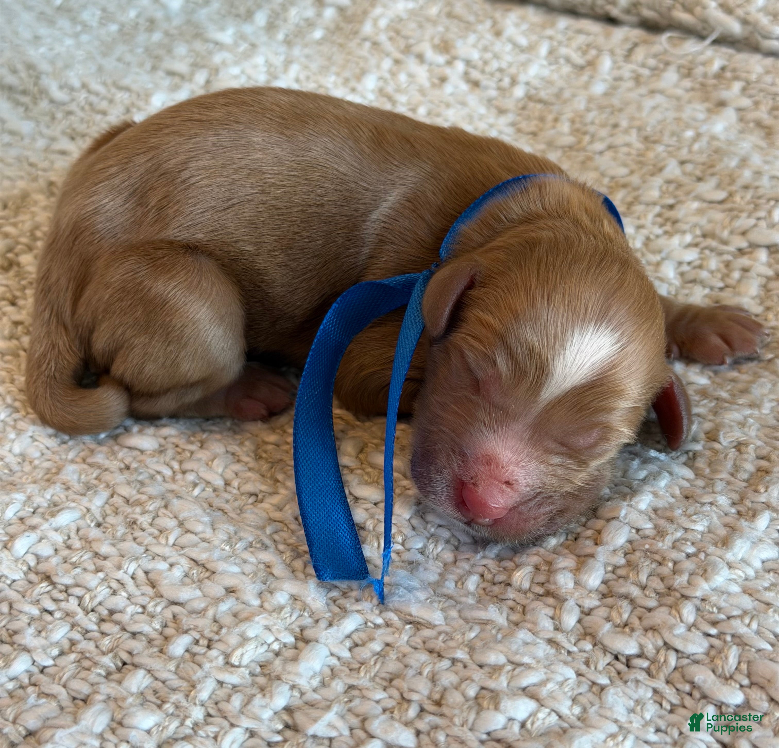 Goldendoodle dogs Goldendoodle 1 - Ad 15