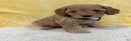 Mini Goldendoodle dogs for sale: Dakota - Ad 5