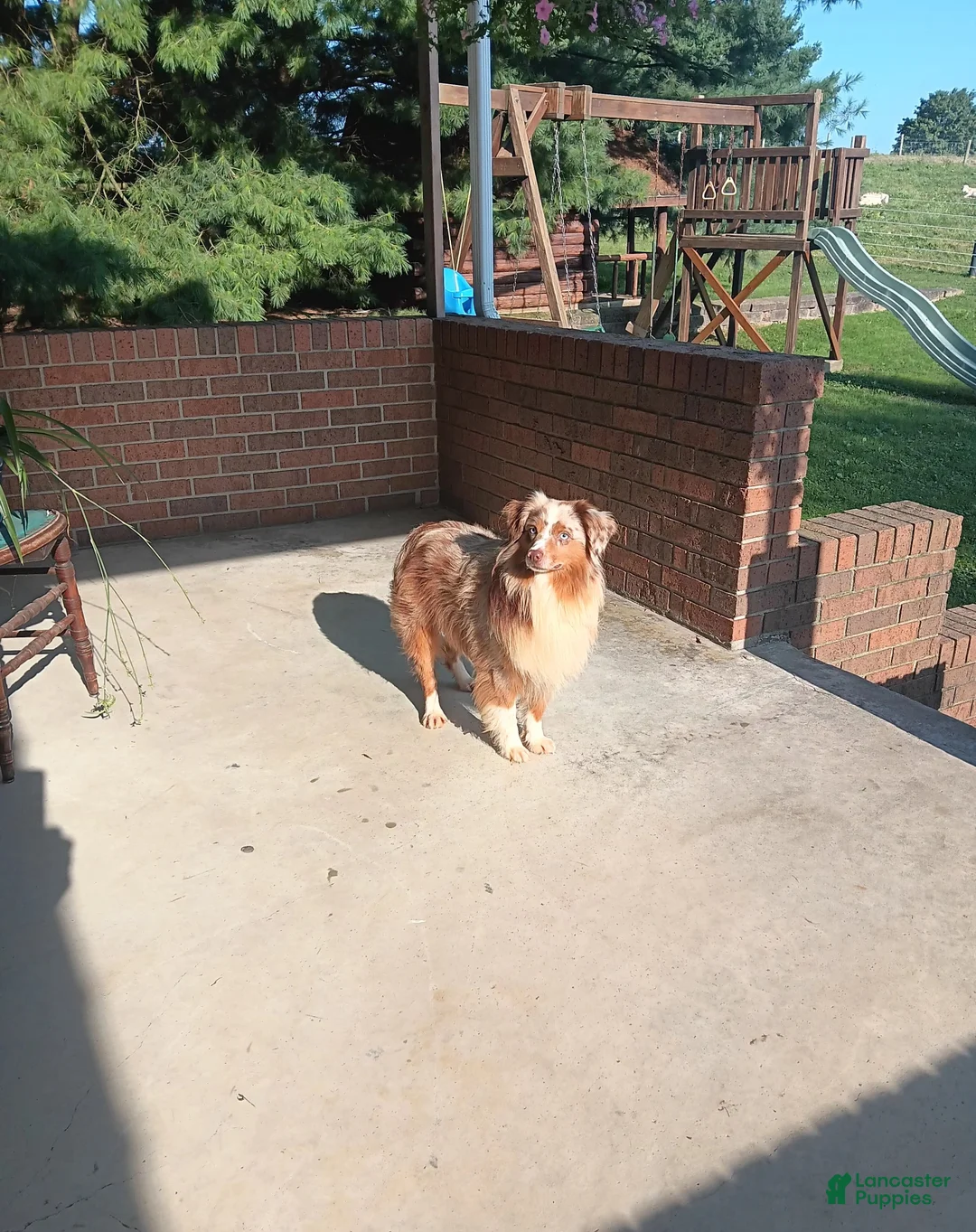 Miniature Australian Shepherd dogs for sale: Lincoln - Ad 11