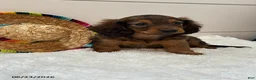 Miniature Dachshund dogs for sale: Tucker - Ad 5